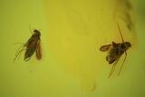 Two Fossil Flies (Diptera) In Baltic Amber #72249-2